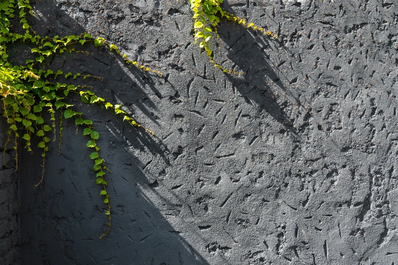 Green ivy on textured gray cement wall sustainable building materials and concrete surfaces